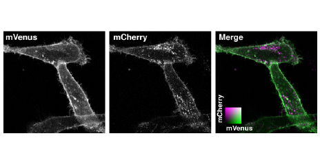 Figure 1 When GFP Lets You Down feature image-01-1