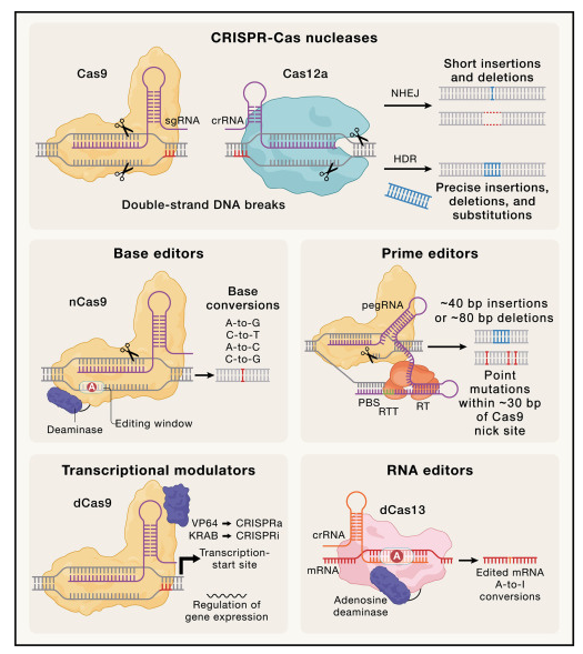 Diagram comparing six CRISPR-Cas genome editing tools—Cas9 and Cas12a nucleases, base editors, prime editors, transcriptional modulators, and RNA editors—showing how each protein-RNA complex binds DNA or RNA and the type of edit it produces.