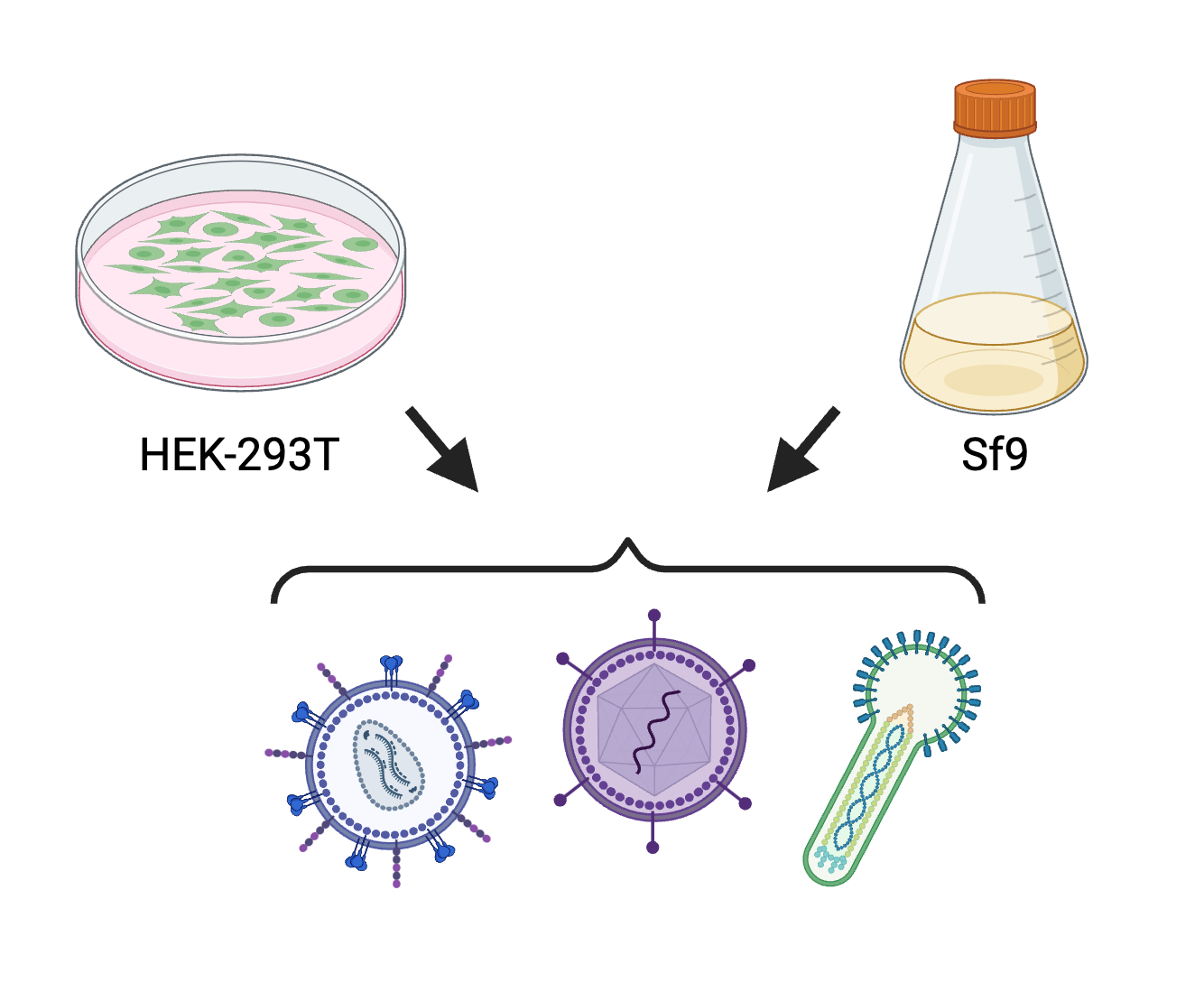 Schematic depicting HEK-293T cells in a culture dish and Sf9 cells in a culture flask being used to produce various viruses