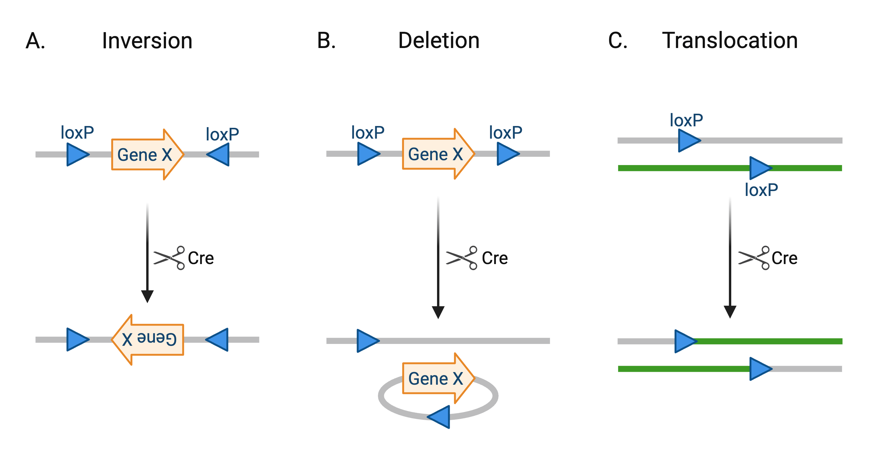 Three-panel illustration depicting recombination outcomes. A DNA strand is shown as a horizontal line with Gene X as an arrow, flanked by triangle loxP sites in opposite directions (panel A) or in the same direction (panel B). In panel C, two parallel DNA strands are shown with one loxP site on each strand in the same direction. In each panel, scissors represent Cre recombinase with an arrow pointing to the resulting rearrangement. 