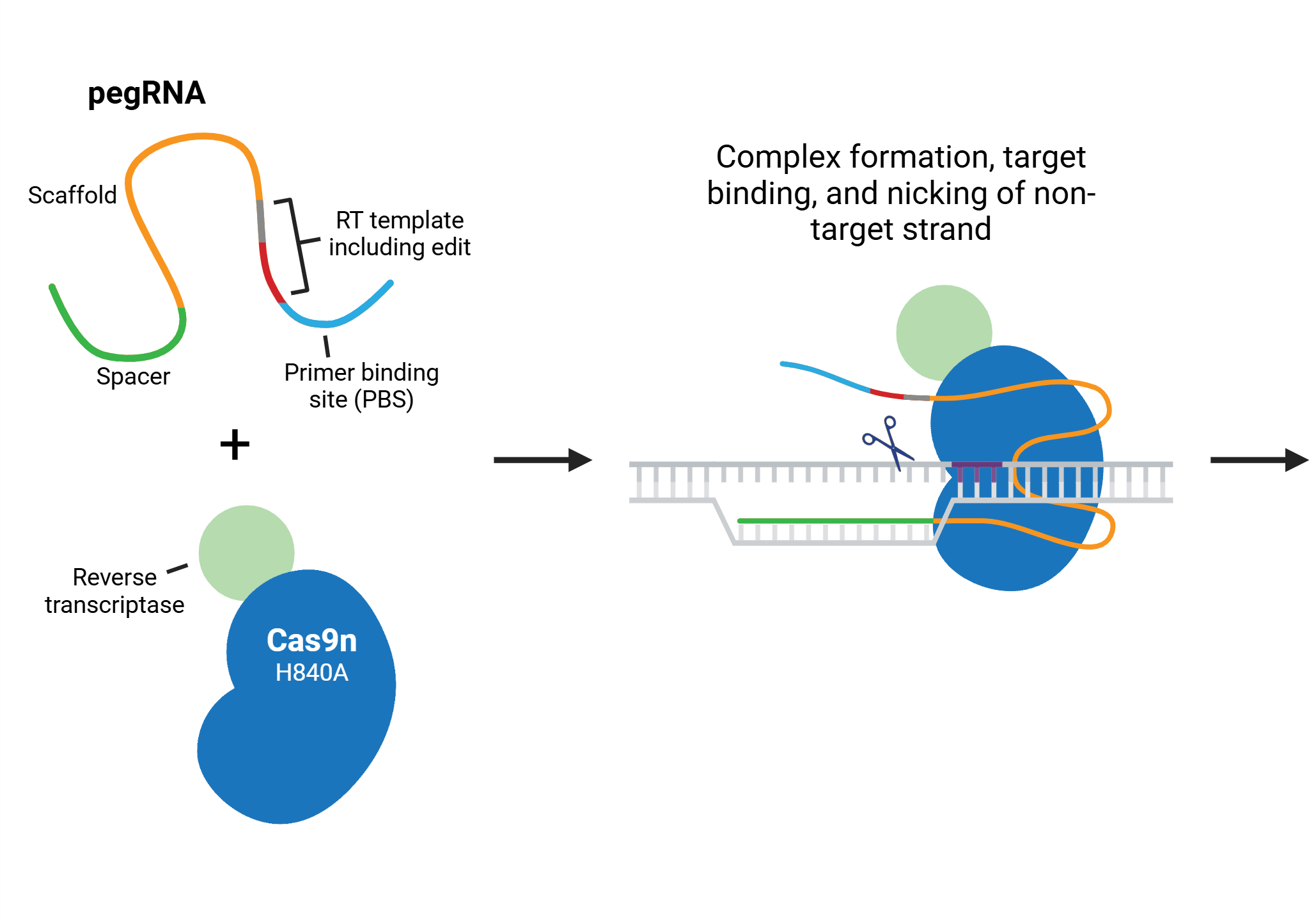 A partial CRISPR prime editing schematic cartoon. The parts of the prime editor and pegRNA are indicated. The prime editor consists of a Cas9n H840A nickase fused to a reverse transcriptase (RT), while the pegRNA includes spacer, scaffold, RT template, and primer binding site (PBS) sequences. The desired edit is part of the RT template. In the first step, these components form a complex, bind target DNA, and nick the Cas9 non-target strand. An arrow leads to additional steps not shown in this preview.