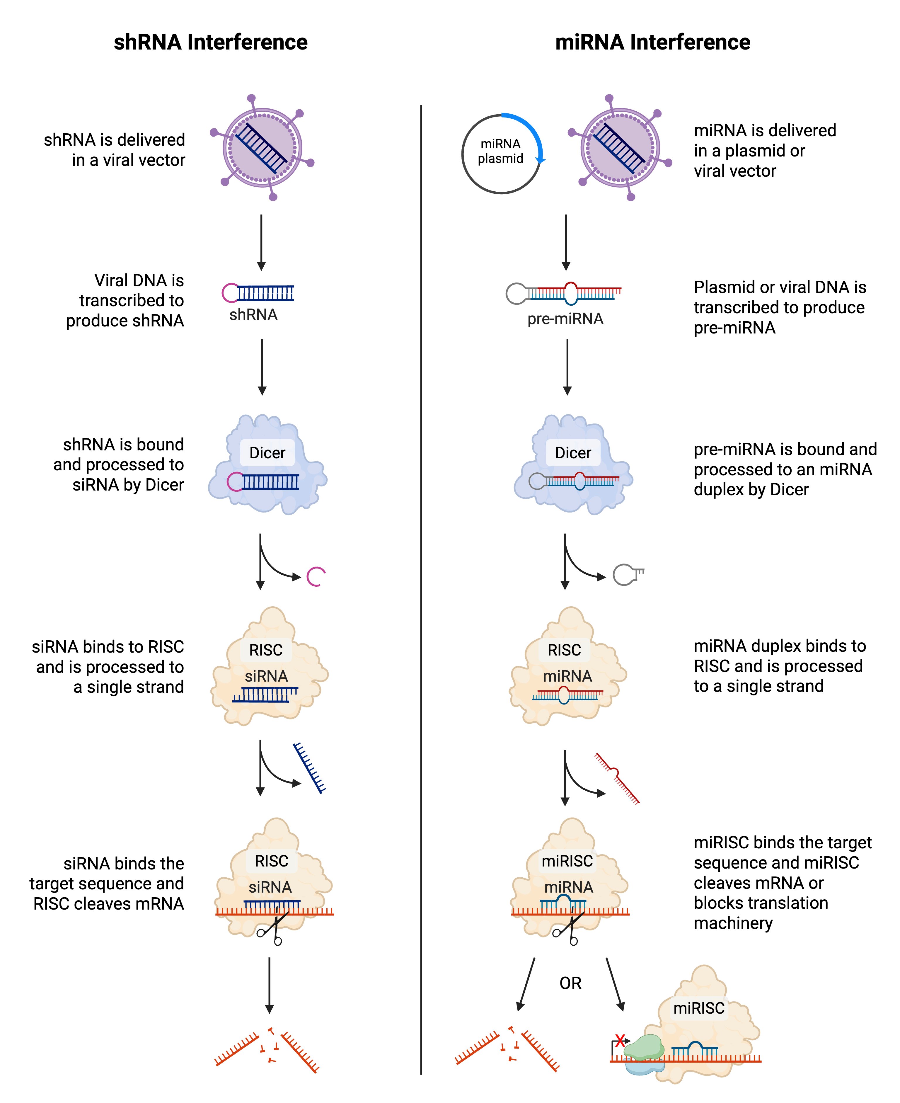 Comparison of shRNA and miRNA processing pathways.