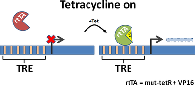Tetracycline on promoter diagram