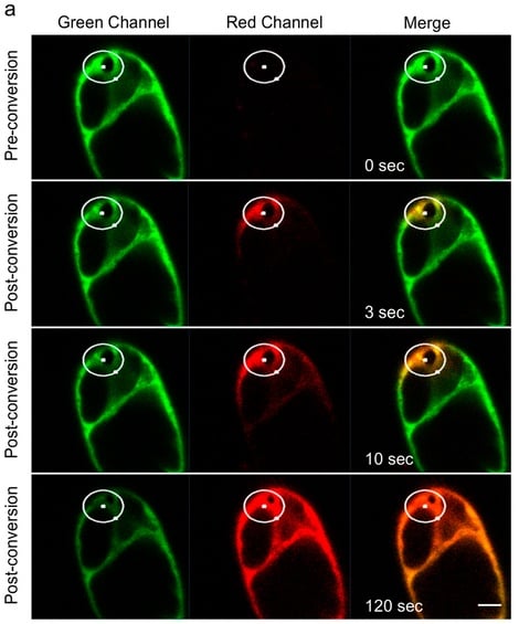 Tobacco suspension cell culture with cytosol-targeted GFP. White circles represent the irradiated area. Photoconverted GFP spreads through the cytosol via cytoplasmic strands. Image from Sattarzadeh et al., Sci Rep. 2015 CC BY 4.0