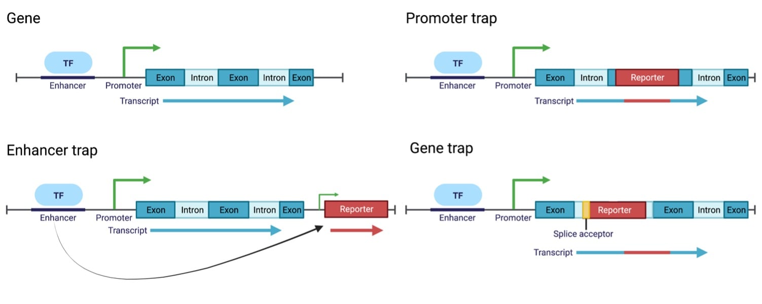 Examples of gene, enhancer, and promoter traps at a genomic locus.