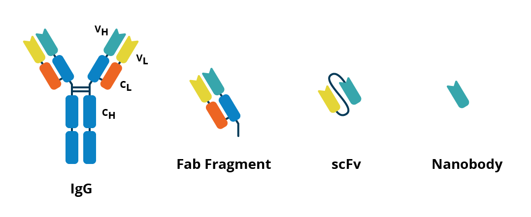 Schematic showing an antibody next to a Fab fragment, scFv, and nanobody. 