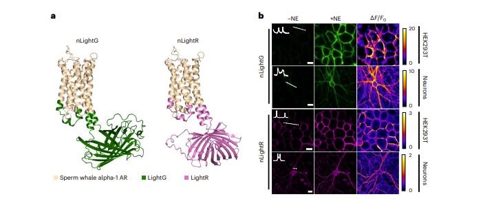 A protein ribbon model of nLightG and nLightR (a) and microscopy images showing expression of nLightG in cultures with NE and not in cultures without NE. The same experiments are repeated with nLightR, but there is faint expression in the cultures w/o NE.  