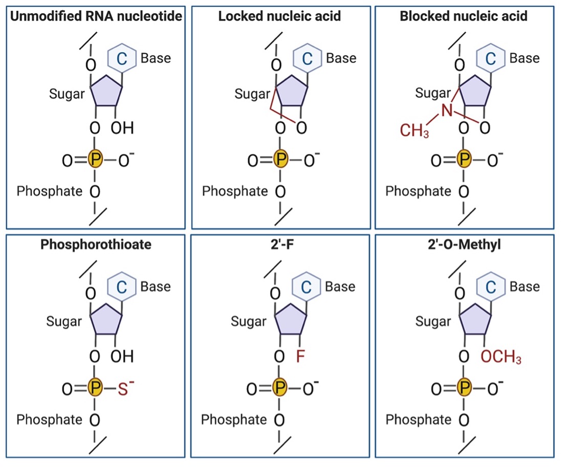 Stabilizing gRNA Modifications